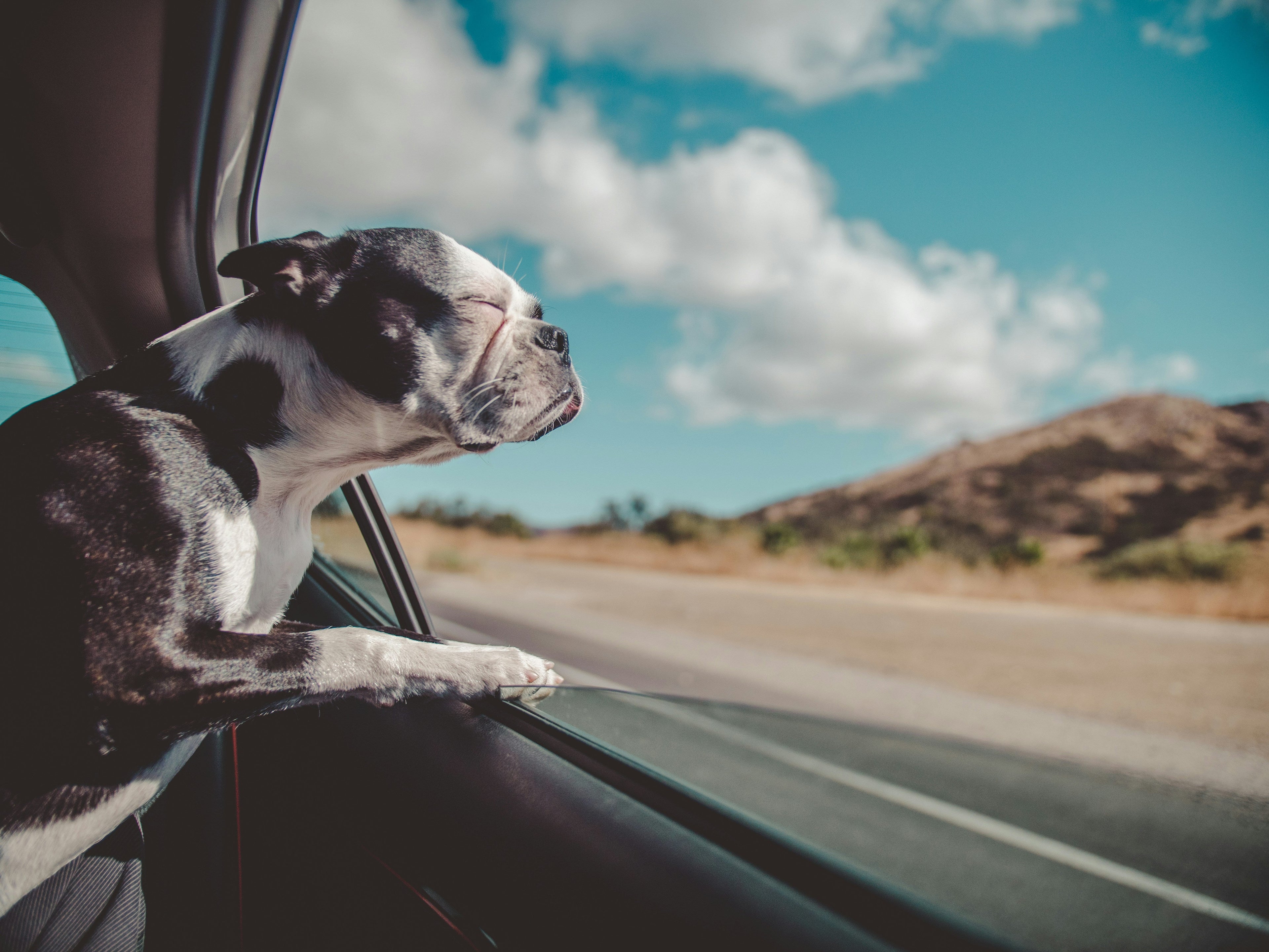 Dog looking out of a car window with a scenic road and mountains in the background