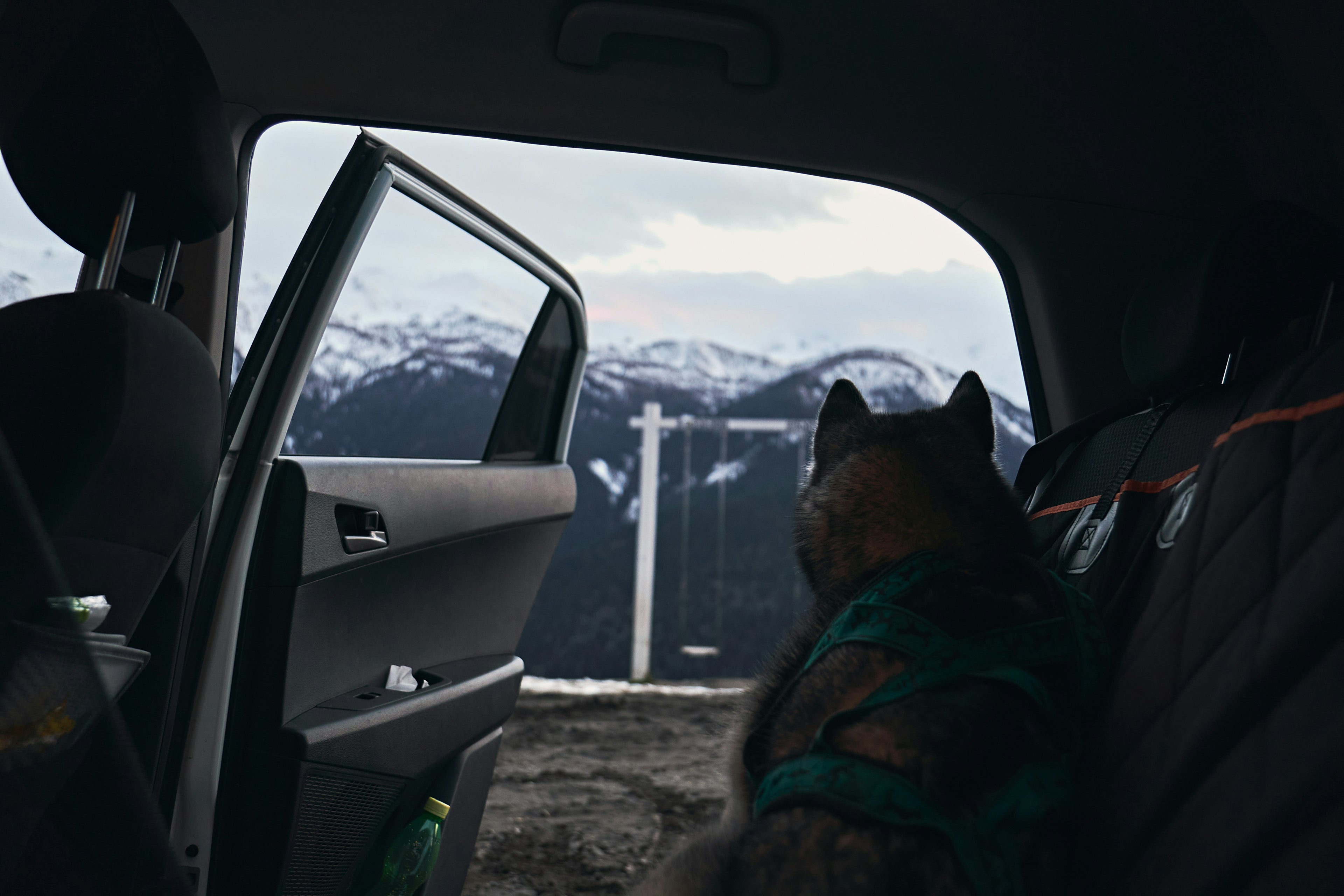 Photo by <a href="https://unsplash.com/@kaskar2008?utm_content=creditCopyText&utm_medium=referral&utm_source=unsplash">Karen Kasparov</a> on <a href="https://unsplash.com/photos/a-dog-sitting-in-the-back-seat-of-a-car-bEP_7a4ELL0?utm_content=creditCopyText&utm_medium=referral&utm_source=unsplash">Unsplash</a>