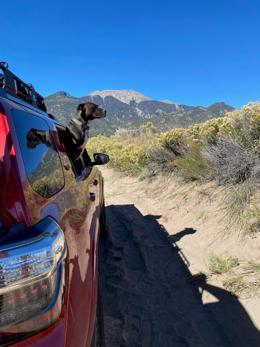 5 Pet-Friendly Cities Worth Packing For: The Off Leash Guide to Traveling with Your Best Friend