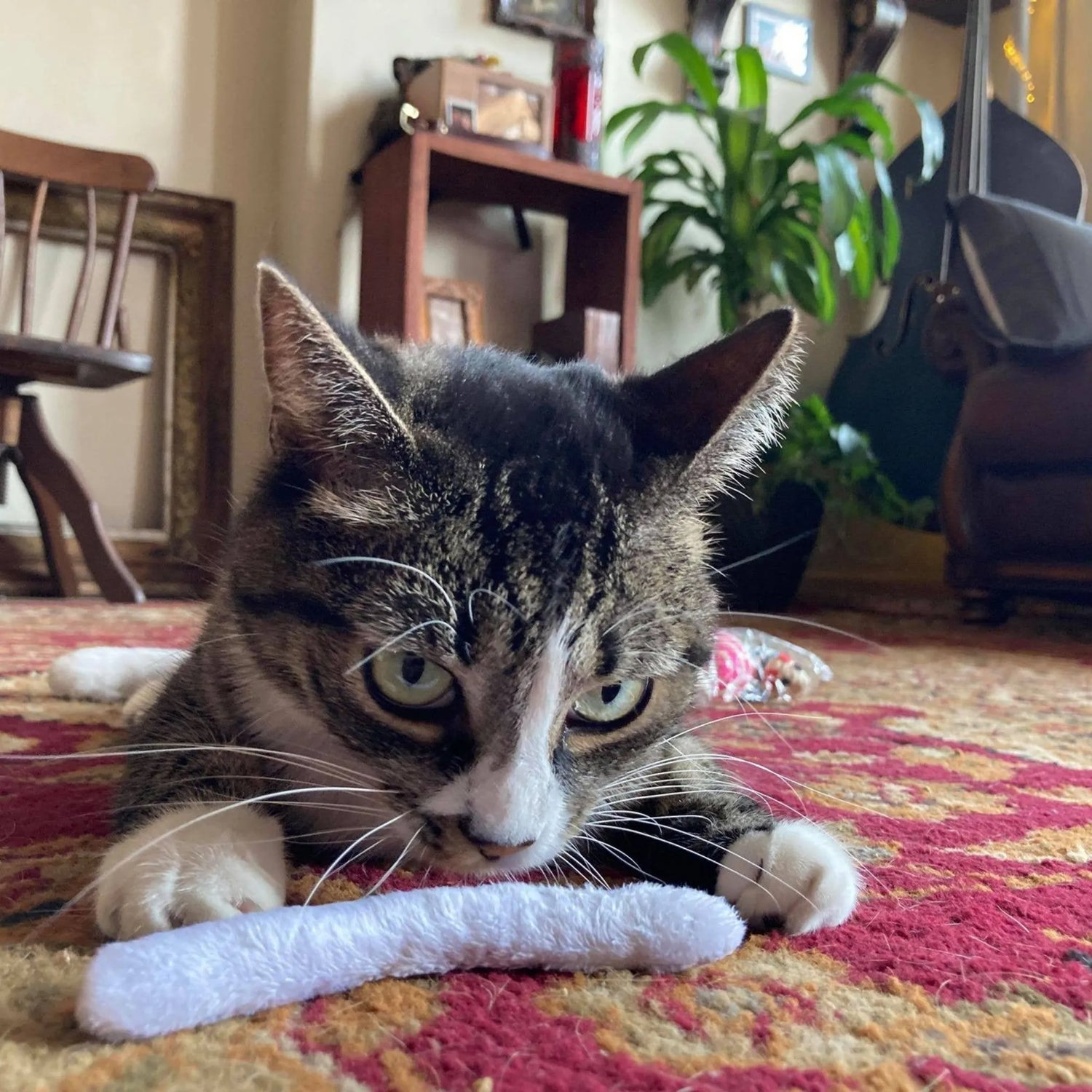 Cats