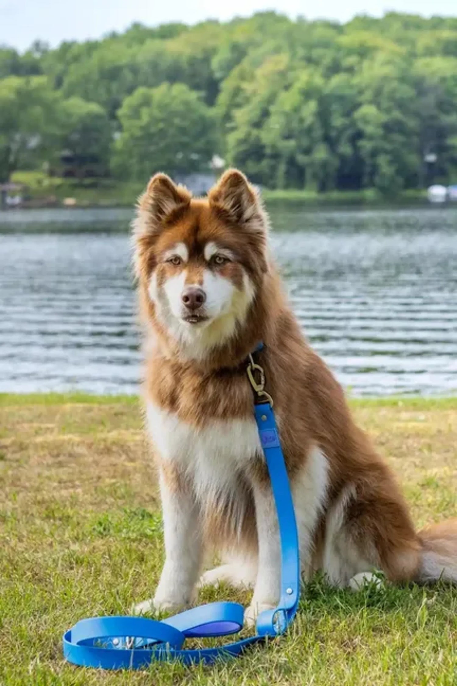 Collars and Leashes