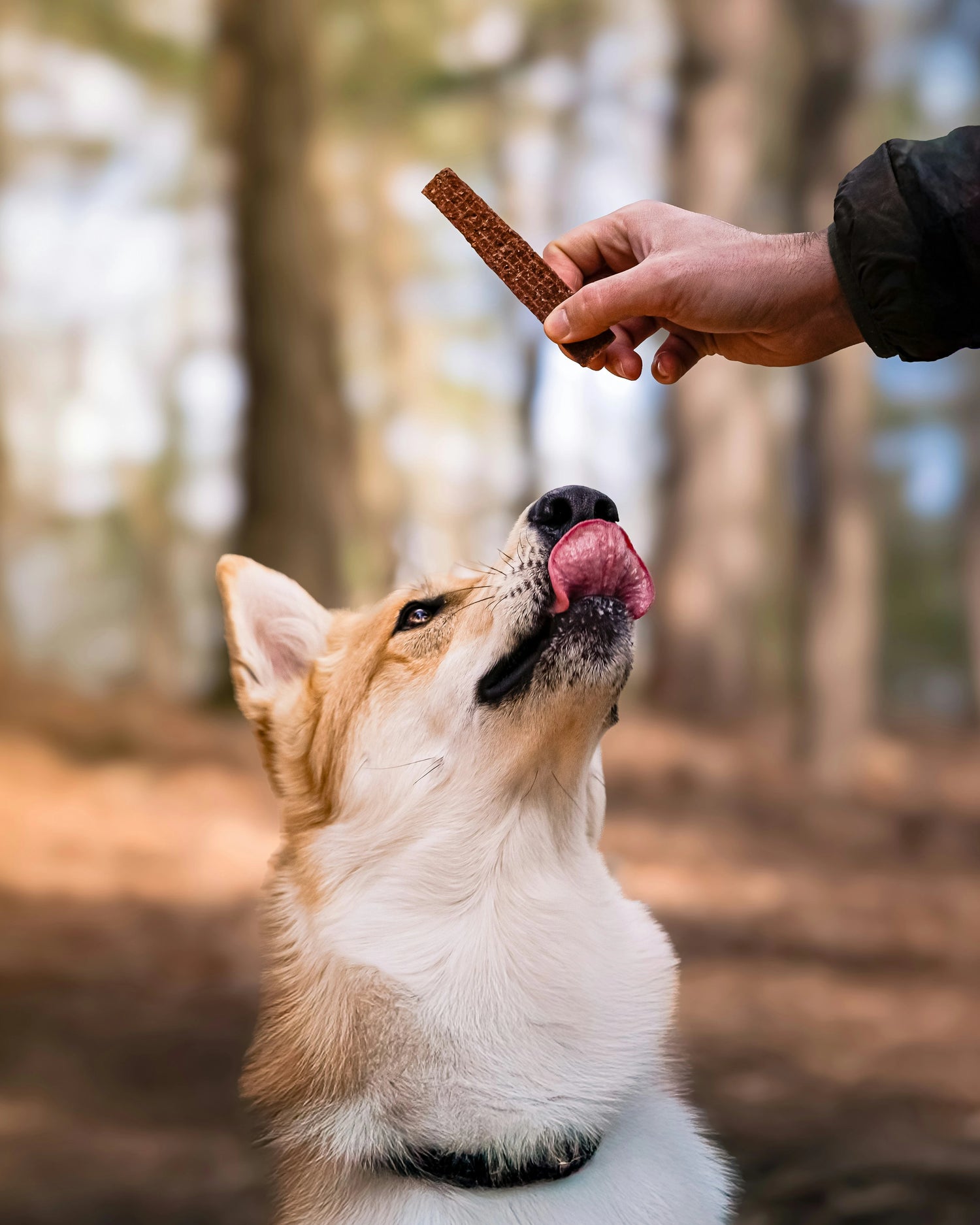 hoto by Dogfluence.com on Unsplash